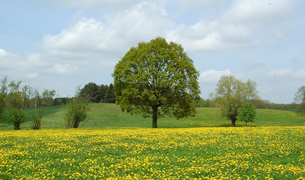 Mecklenburgische Schweiz Land zum Leben in Natur Foto: © Maibritt Olsen